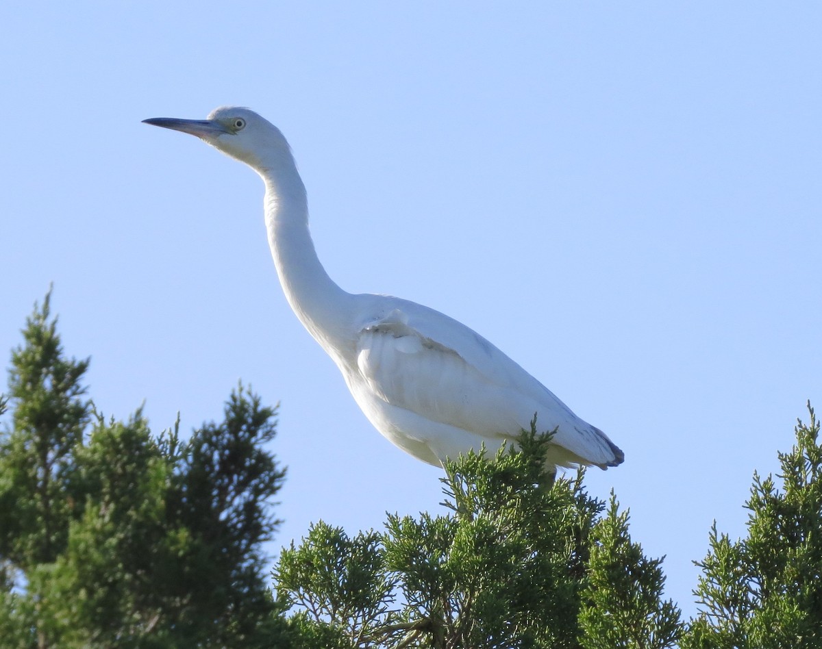 Little Blue Heron - ML41232781