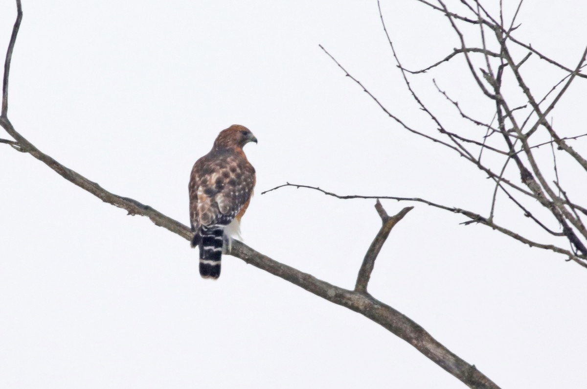 Red-shouldered Hawk - ML412328551