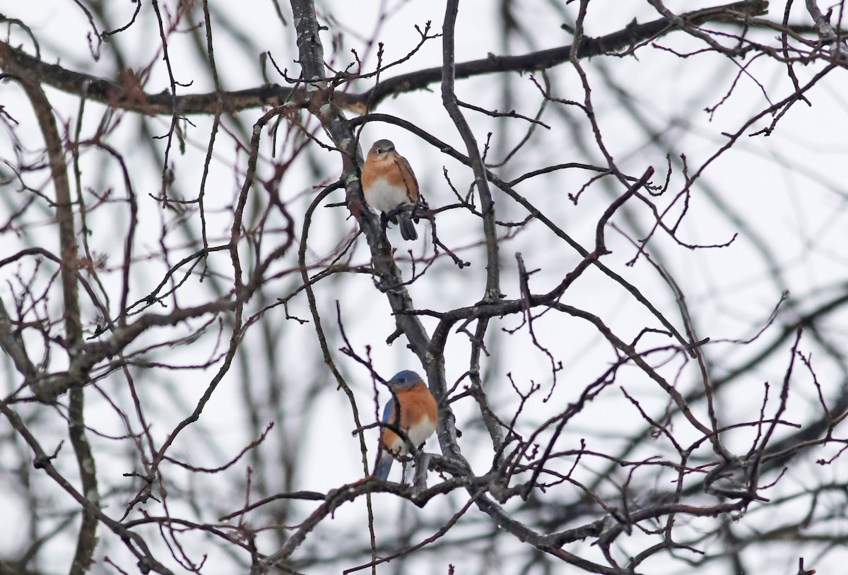 Eastern Bluebird - ML412328641