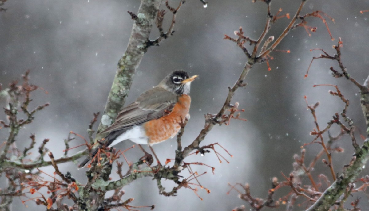 American Robin - ML412328771