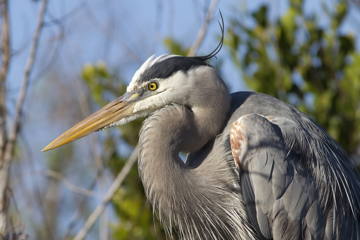 Great Blue Heron (Great Blue) - ML412330401