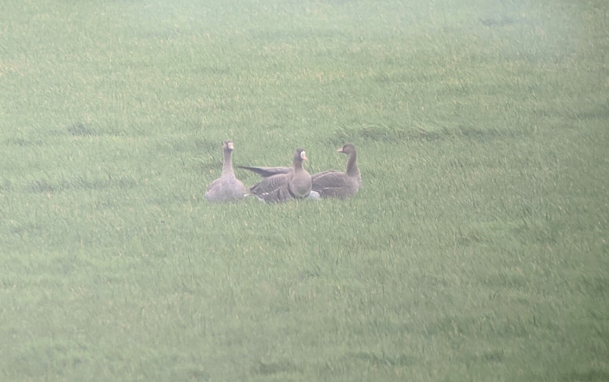 Greater White-fronted Goose (Eurasian) - ML412330671