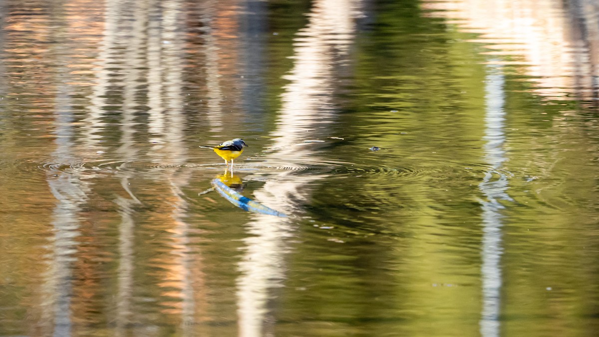 Gray Wagtail - The Urban Birder