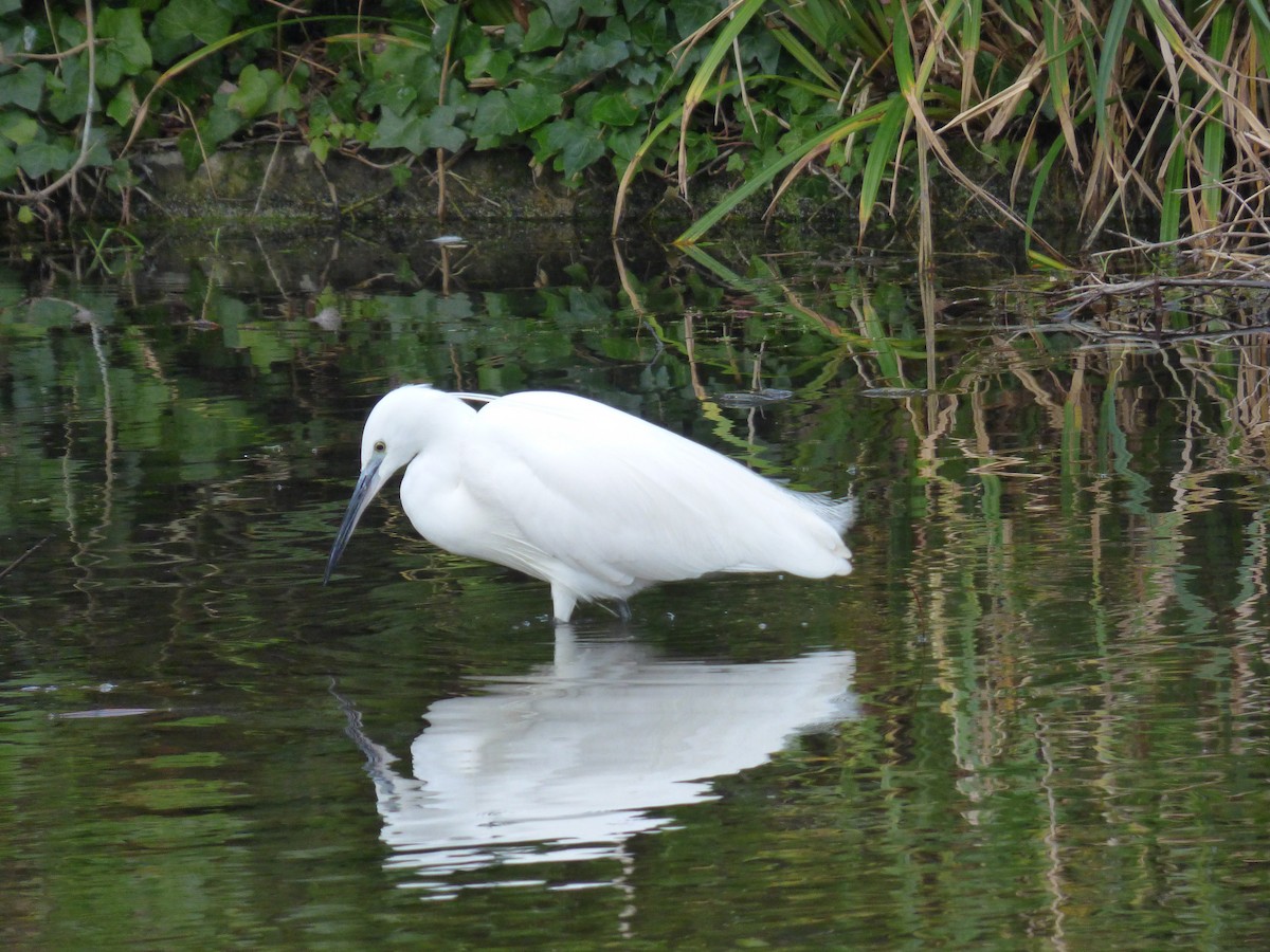 Little Egret - Zach Pannifer