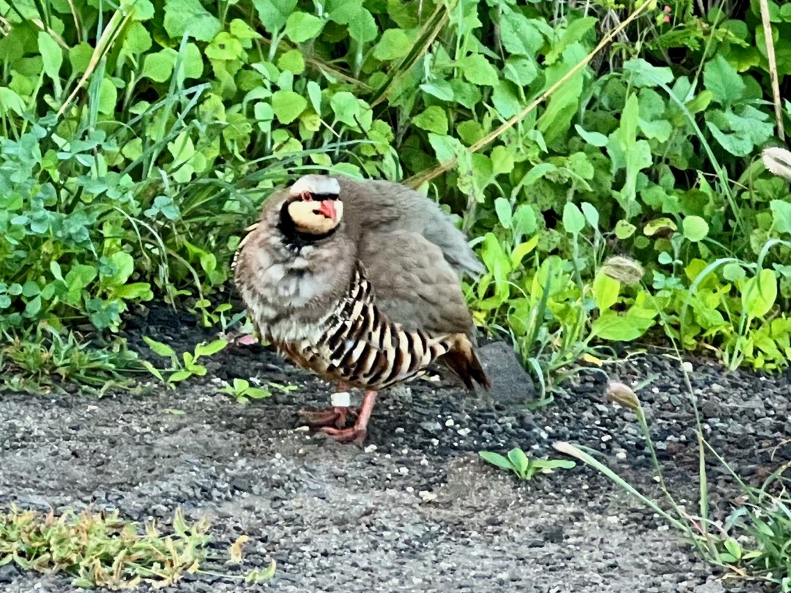 Chukar - ML412336561