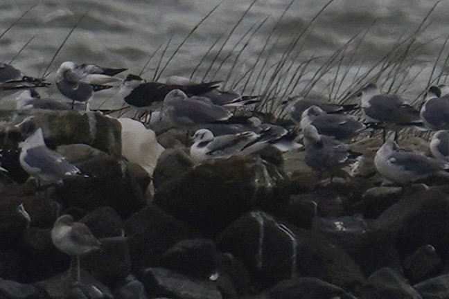 Black-legged Kittiwake - ML412338391