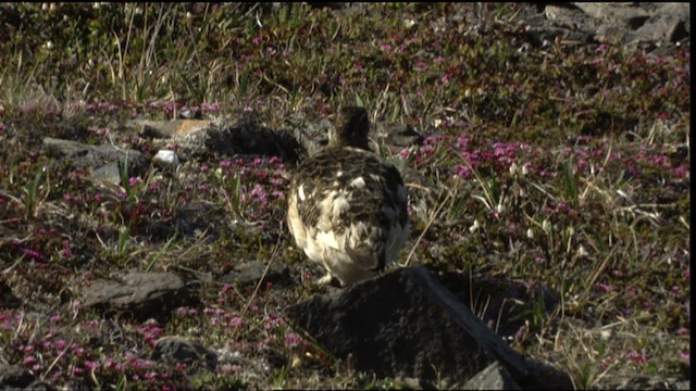 Rock Ptarmigan - ML412339