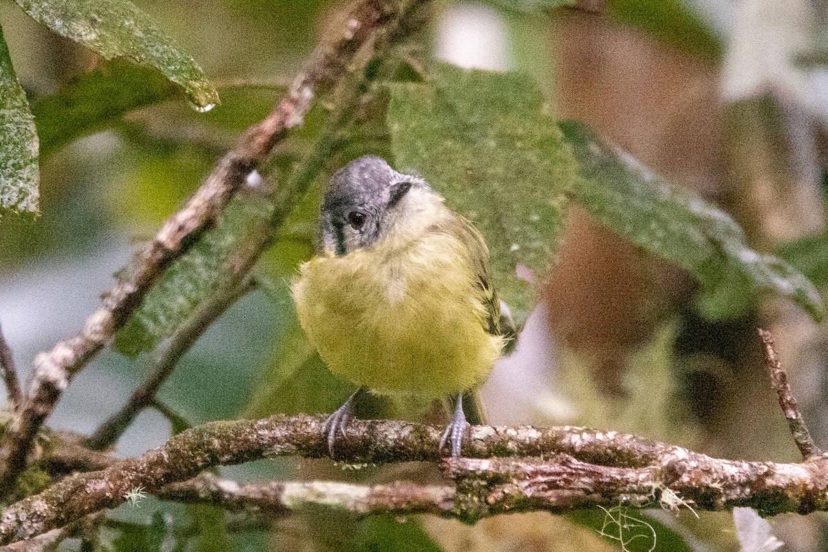 Tyranneau à tête cendrée - ML412339761