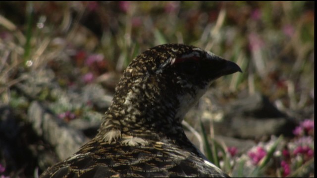 Rock Ptarmigan - ML412340