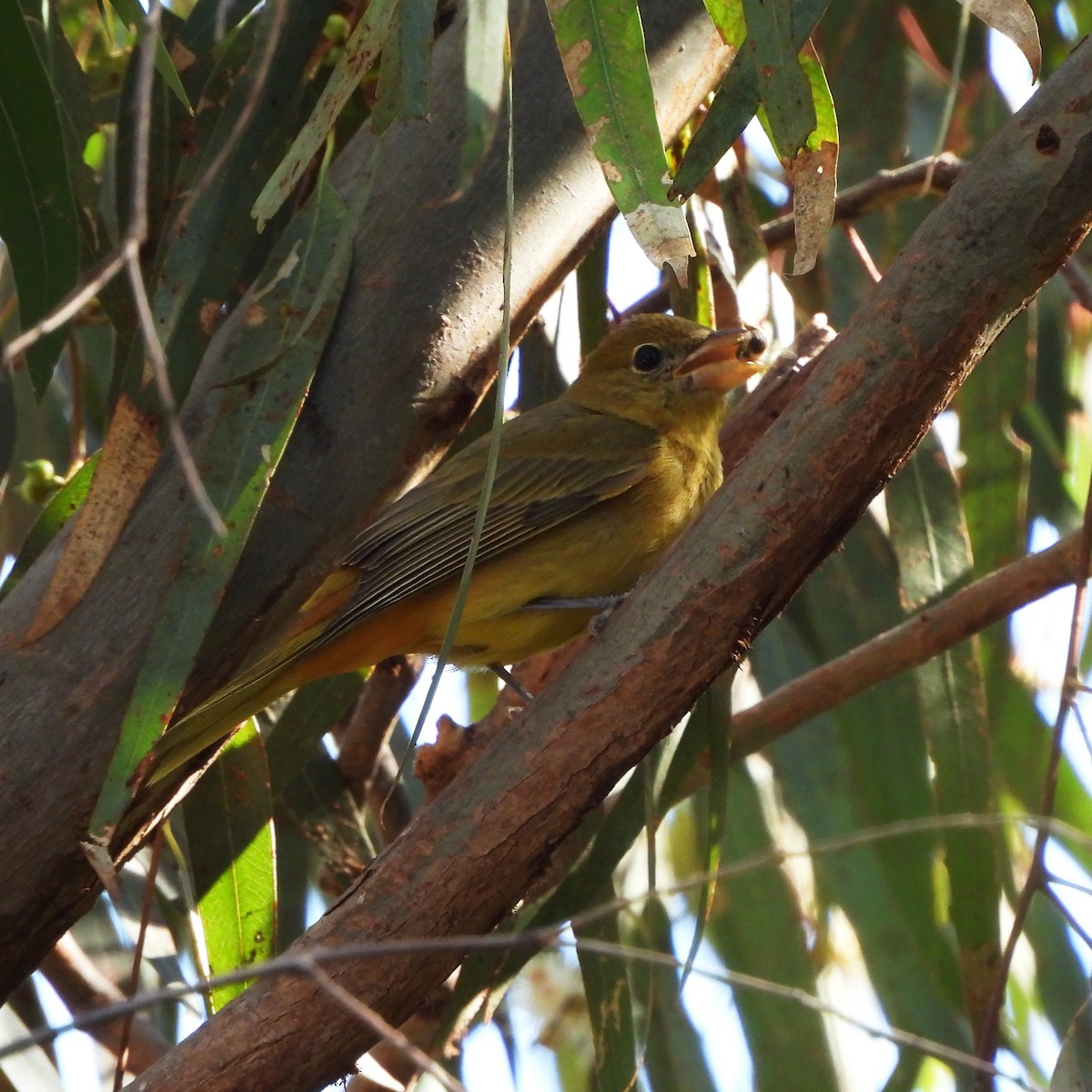 Summer Tanager - ML412340251