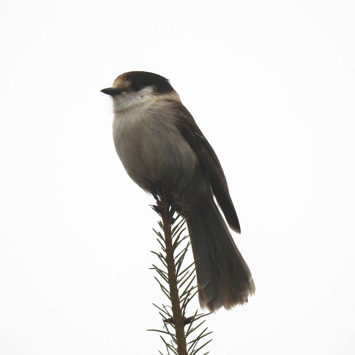 Canada Jay - ML412340401