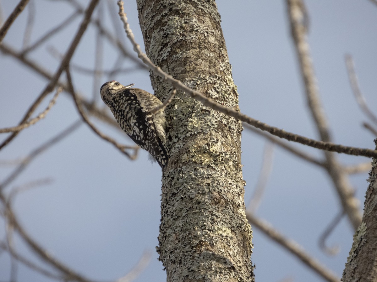 Yellow-bellied Sapsucker - ML412342181