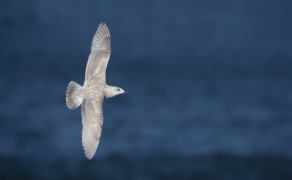 Glaucous-winged Gull - Anonymous