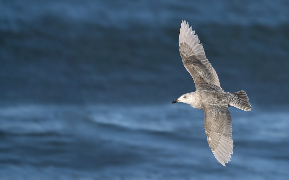Glaucous-winged Gull - Anonymous