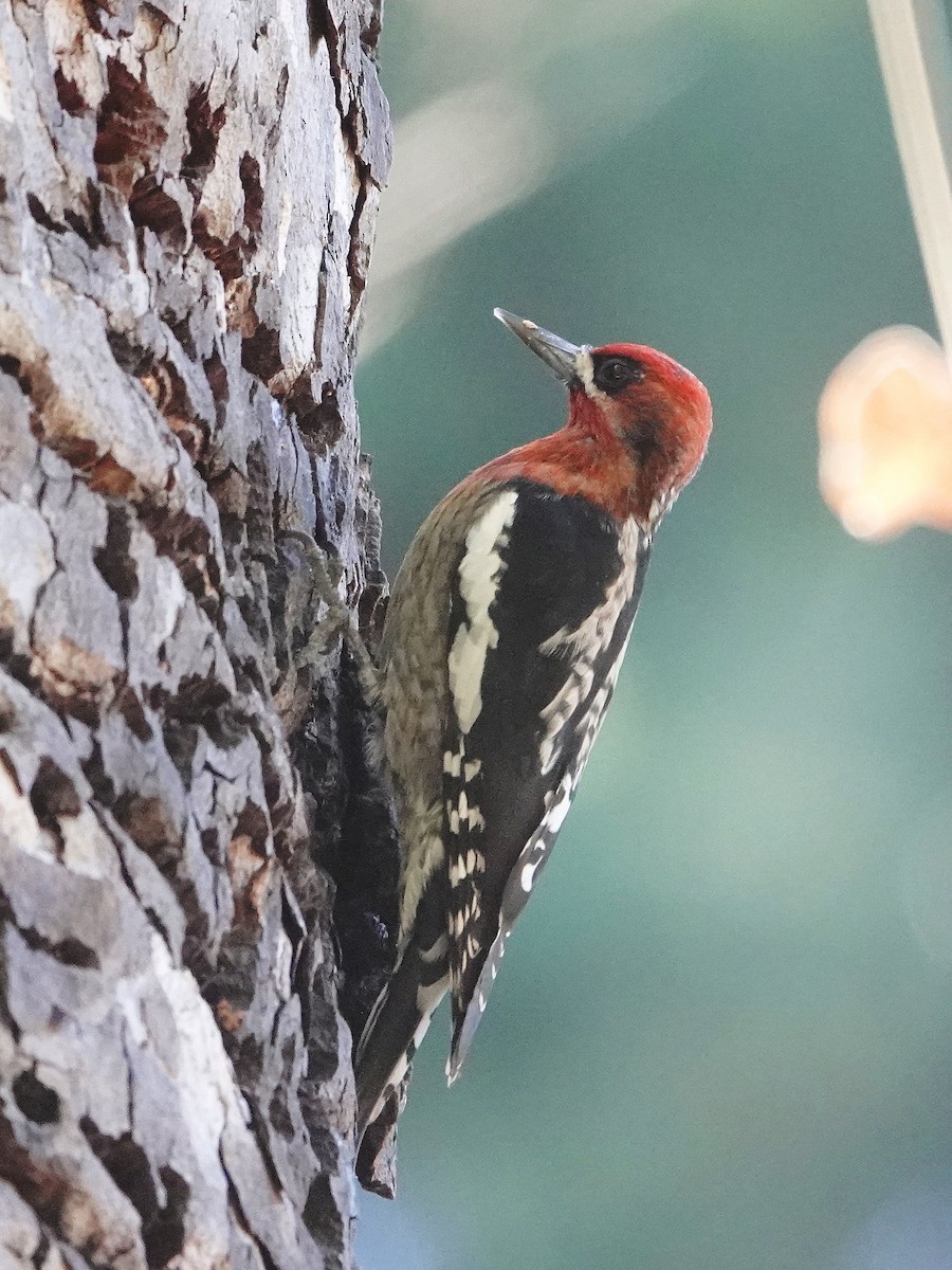 Red-breasted Sapsucker - ML412344741