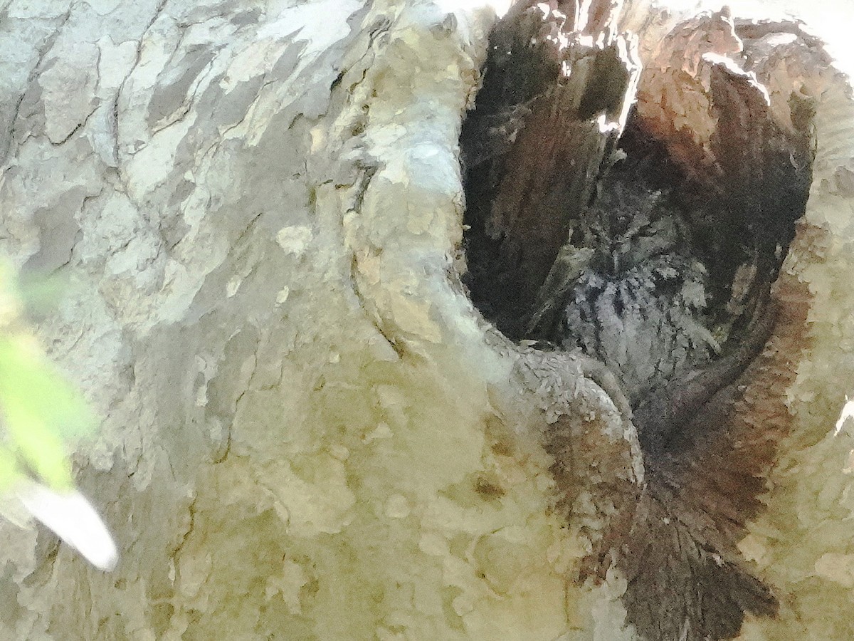 Western Screech-Owl - ML412344841