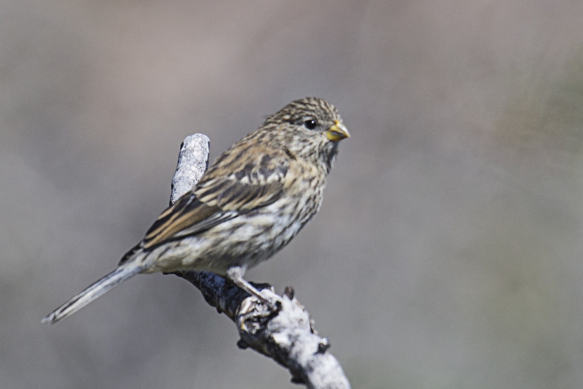 Band-tailed Seedeater - Gustavo Ferri