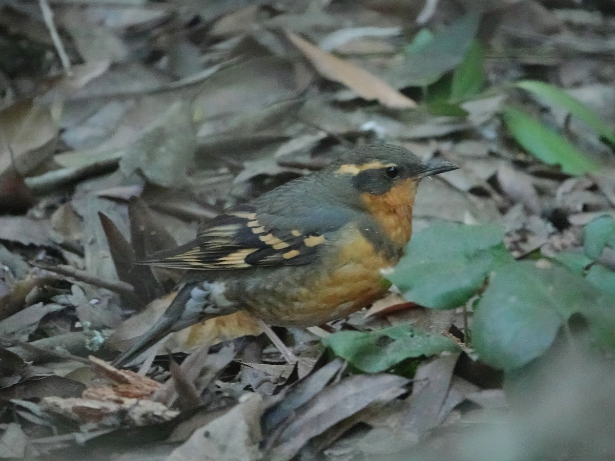 Varied Thrush - ML412344971