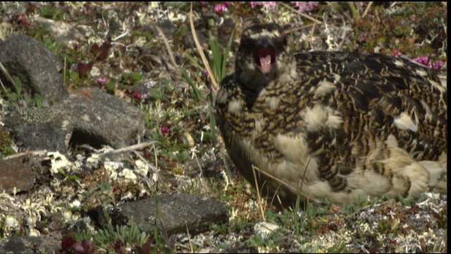 Rock Ptarmigan - ML412346