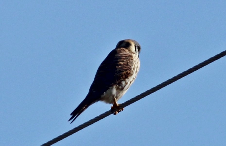 American Kestrel - ML412346231