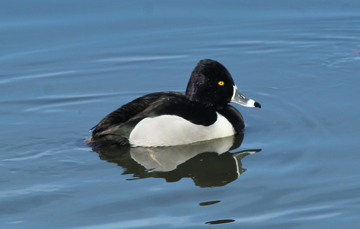 Ring-necked Duck - ML412346341