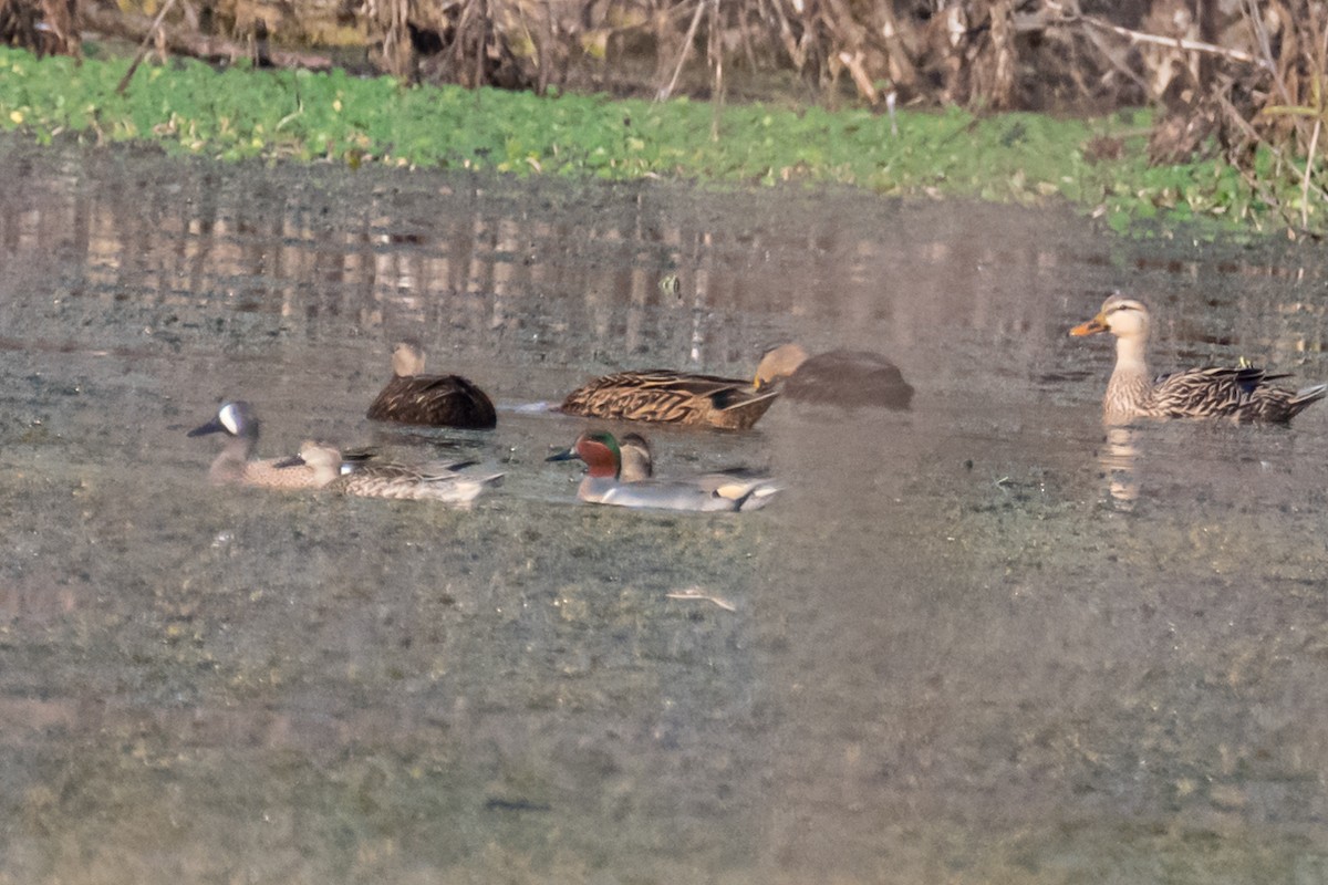 Green-winged Teal - ML412346541