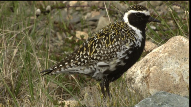 Pacific Golden-Plover - ML412348