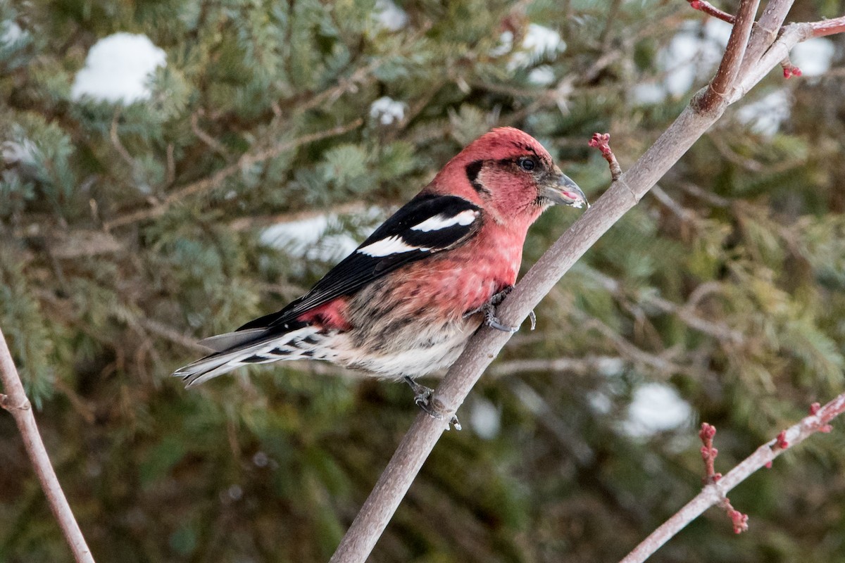 White-winged Crossbill - Brian McGee