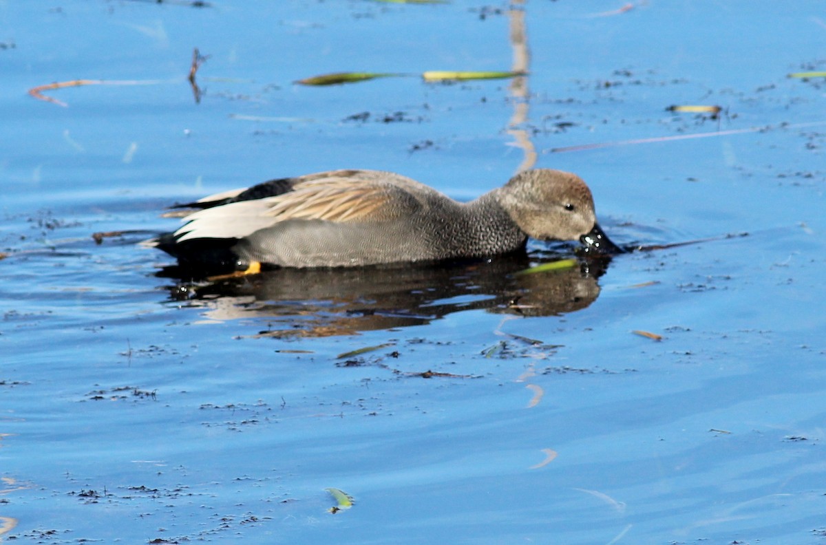 Canard chipeau - ML412348921