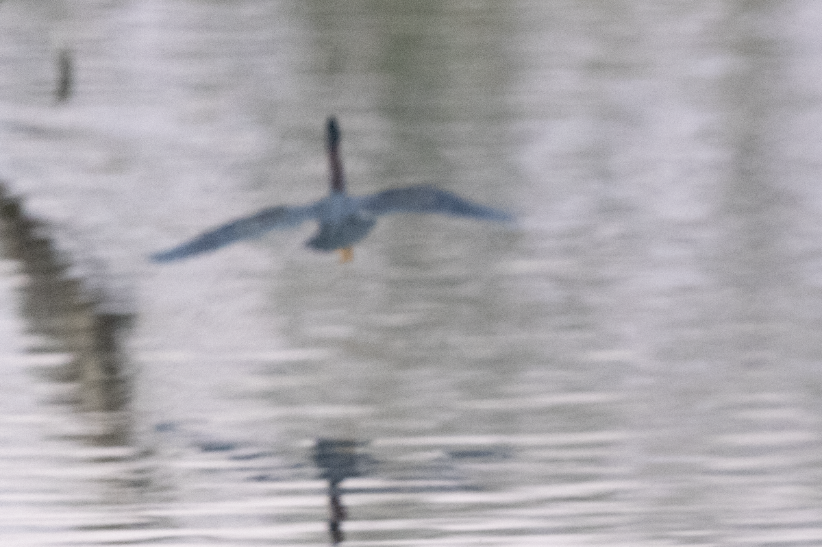 Green Heron - ML412350271