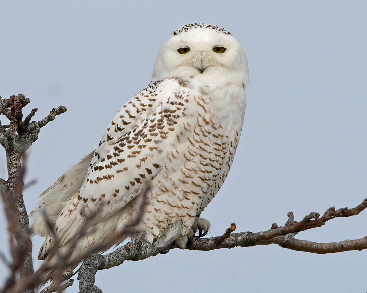 Snowy Owl - Mike Krampitz