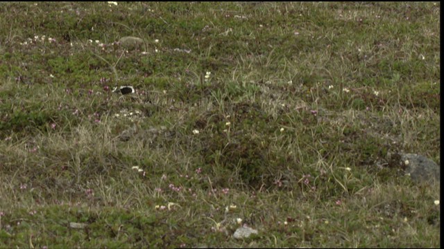 Pacific Golden-Plover - ML412351