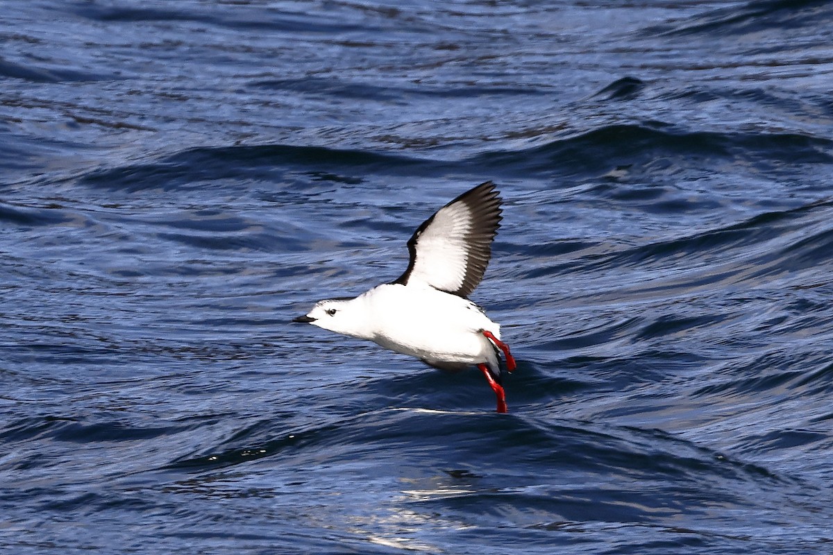 Black Guillemot - ML412351101