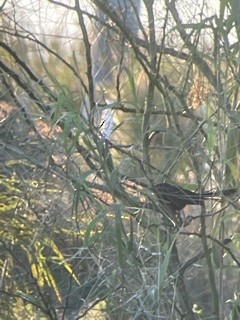 Groove-billed Ani - ML412351181