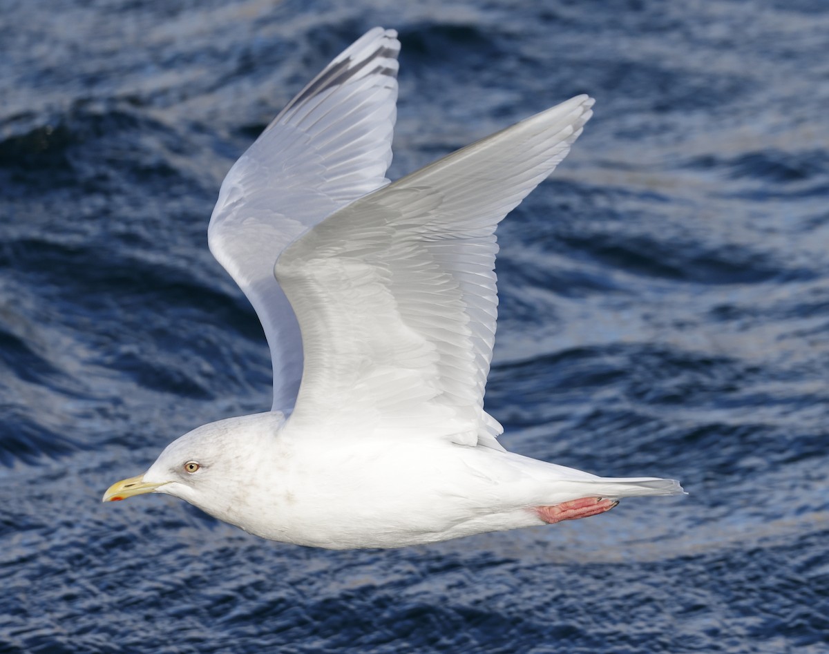 Iceland Gull - ML412351241