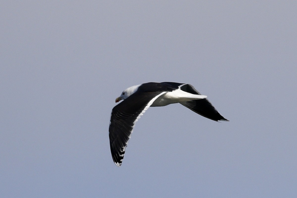 Great Black-backed Gull - ML412351251