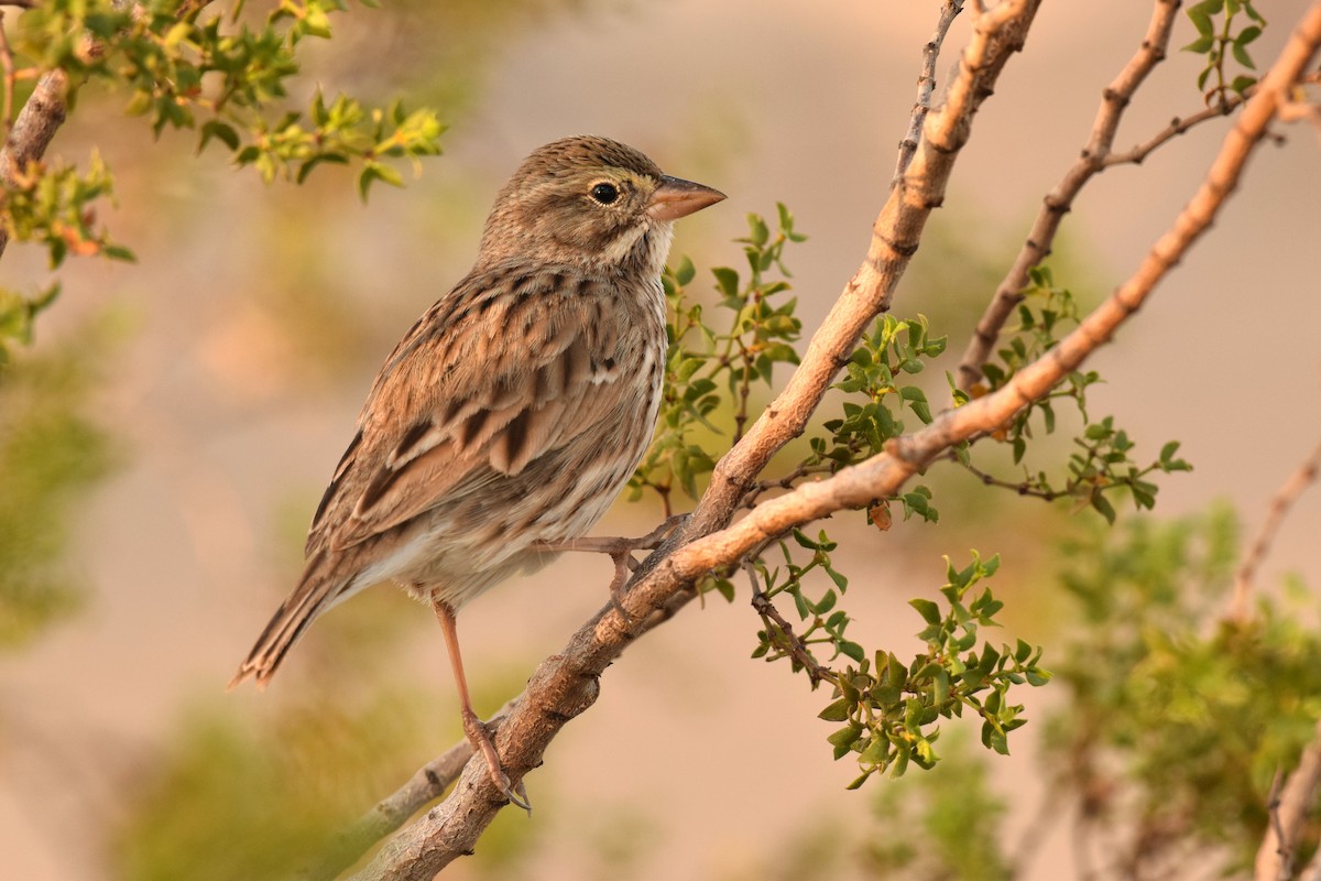 Savannah Sparrow (Large-billed) - Ryan O'Donnell