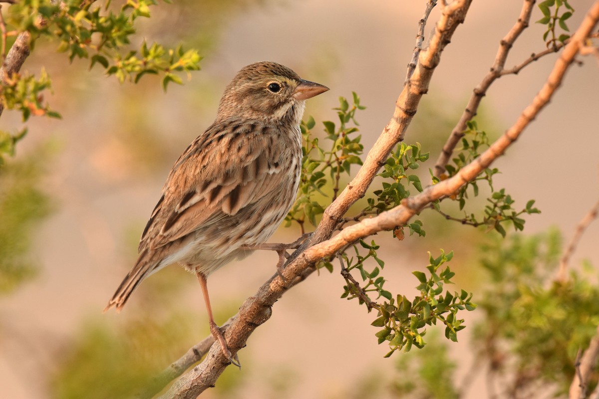 Savannah Sparrow (Large-billed) - ML41235131