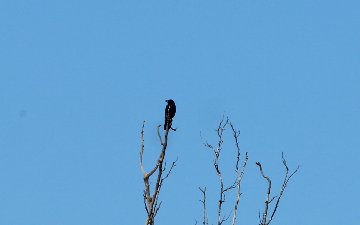 Fish Crow - ML412351371