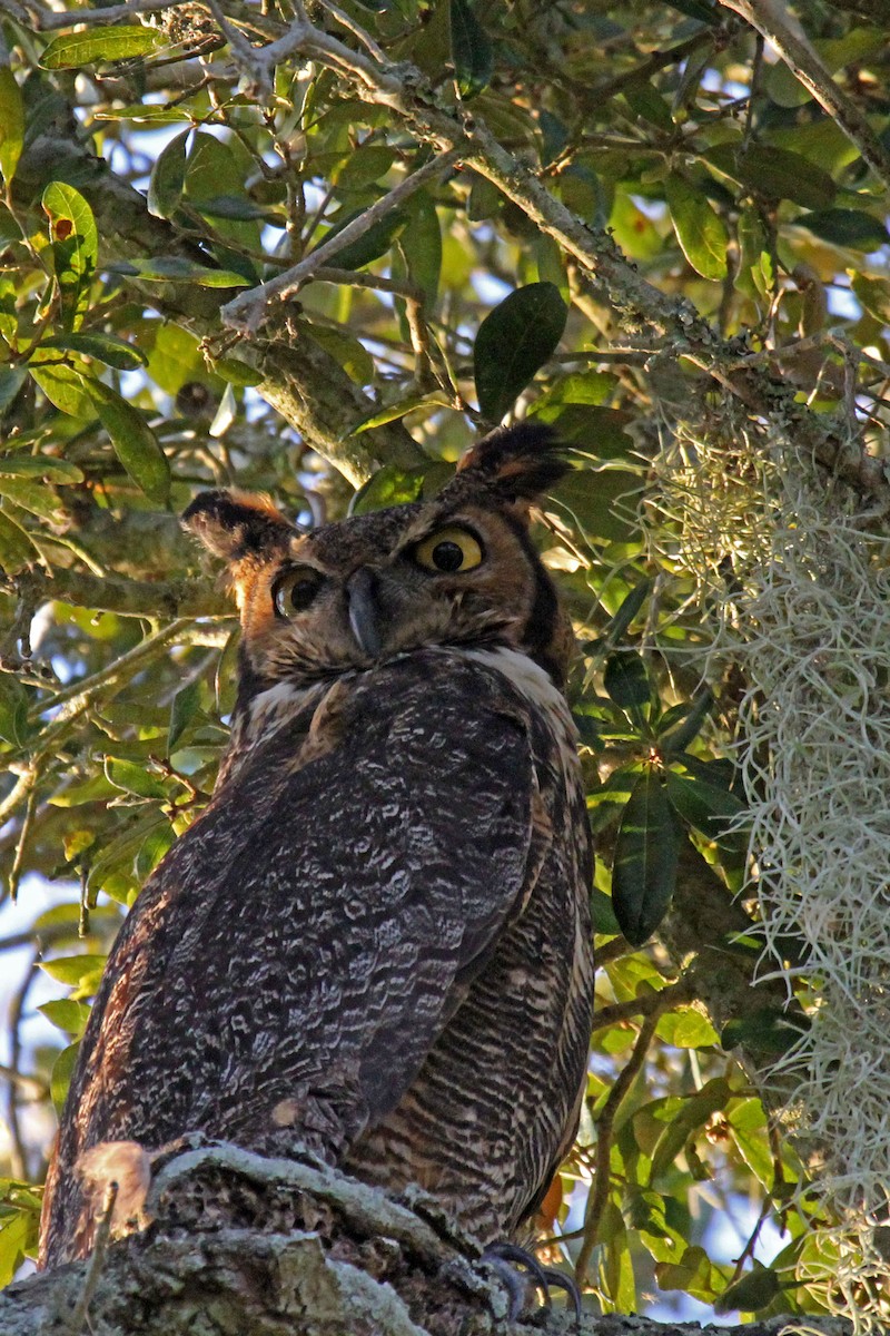 Great Horned Owl - Connie Guillory