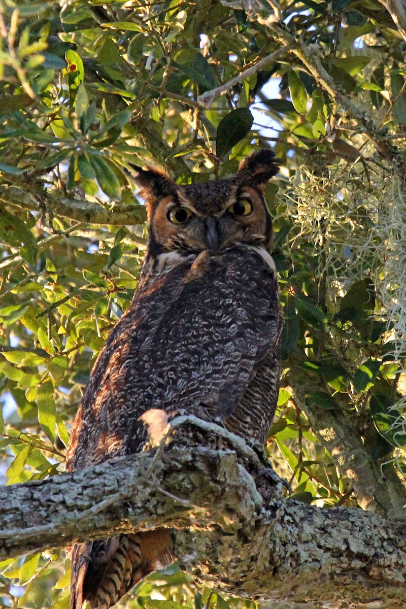 Great Horned Owl - Connie Guillory