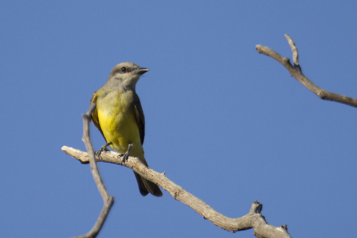 Tropical Kingbird - ML412352531