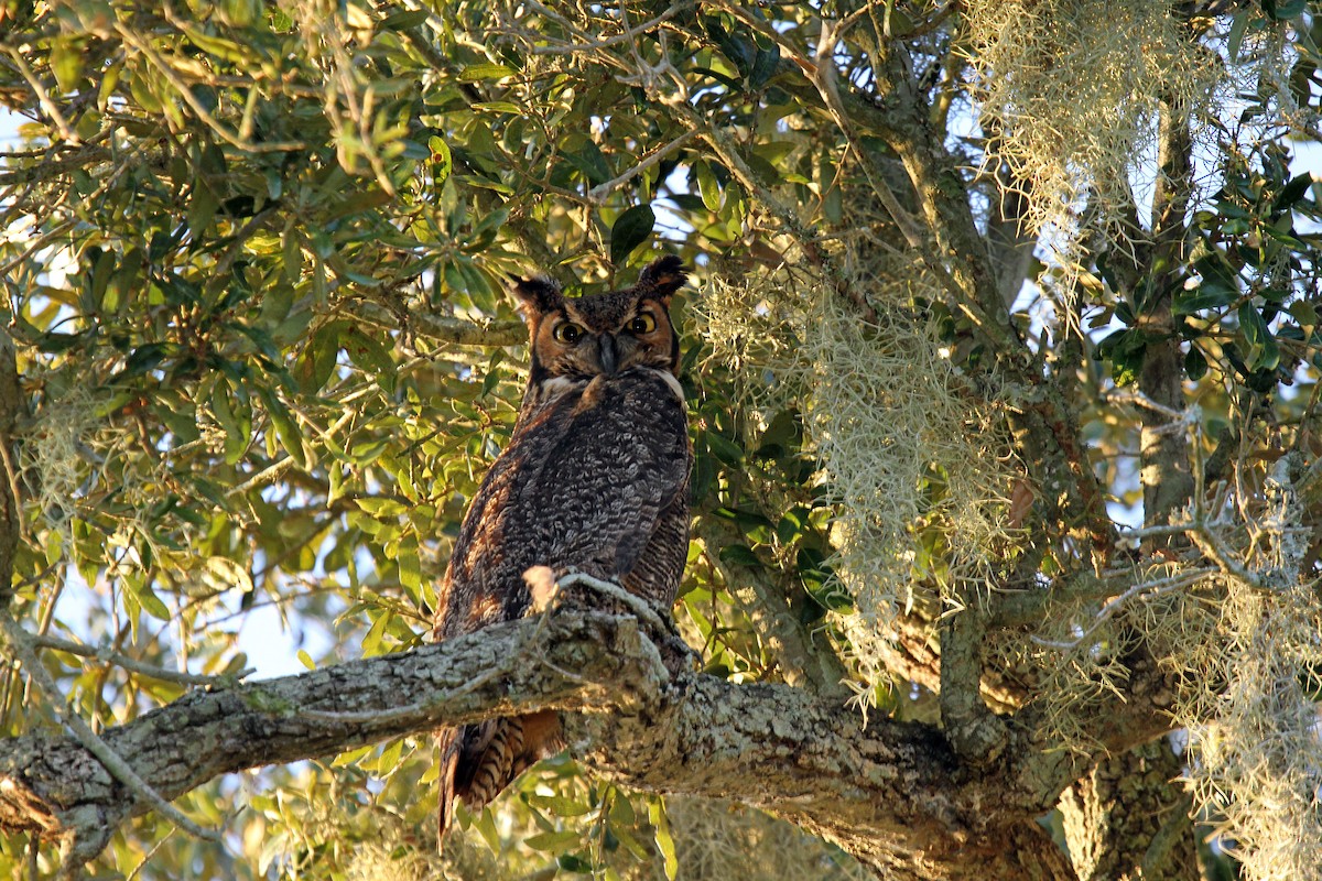 Great Horned Owl - ML41235271