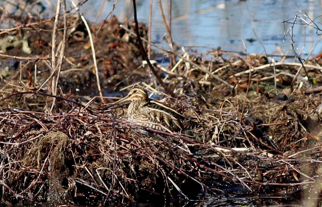 Wilson's Snipe - ML412352951