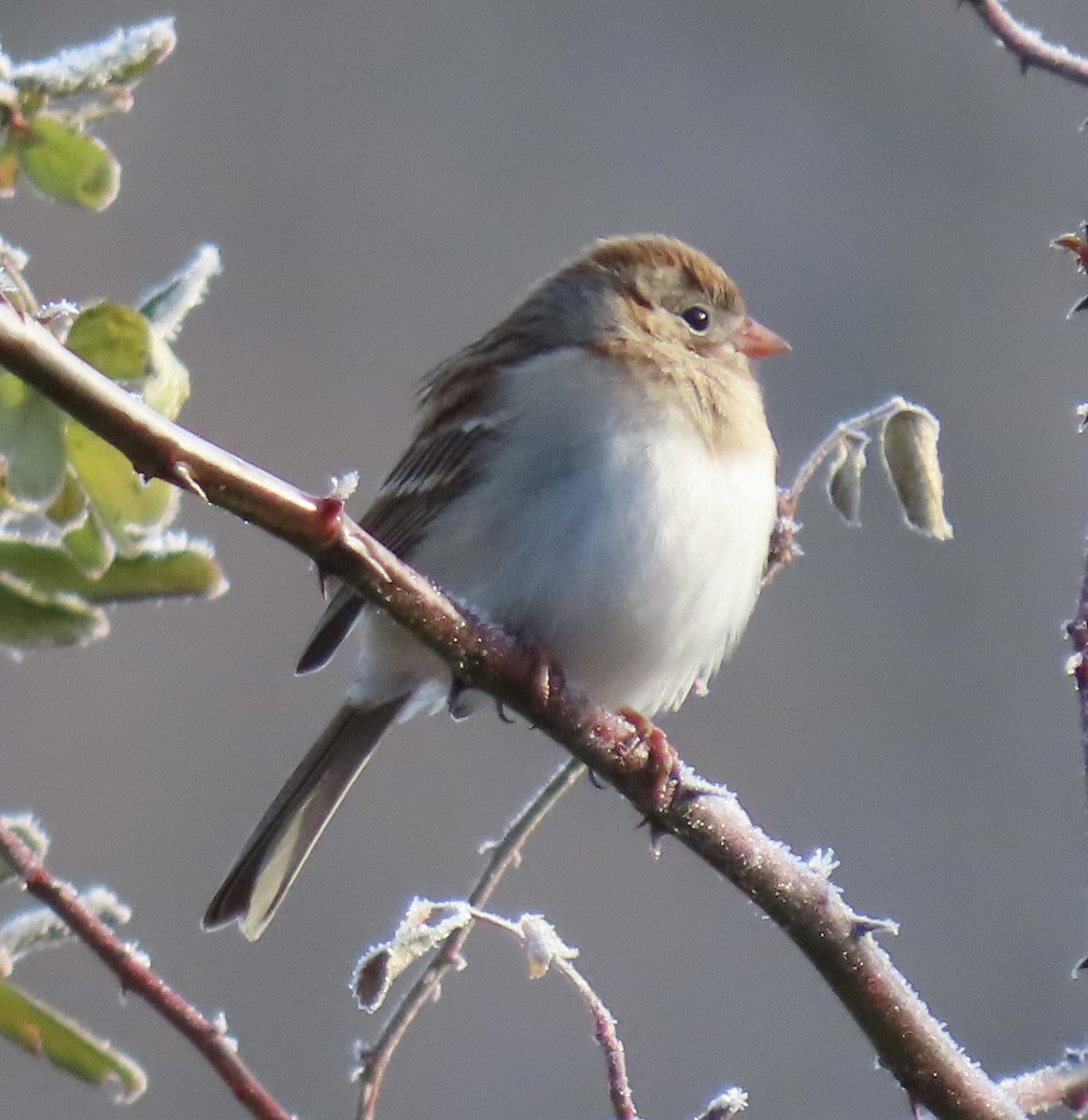 Field Sparrow - Claire Sullivan