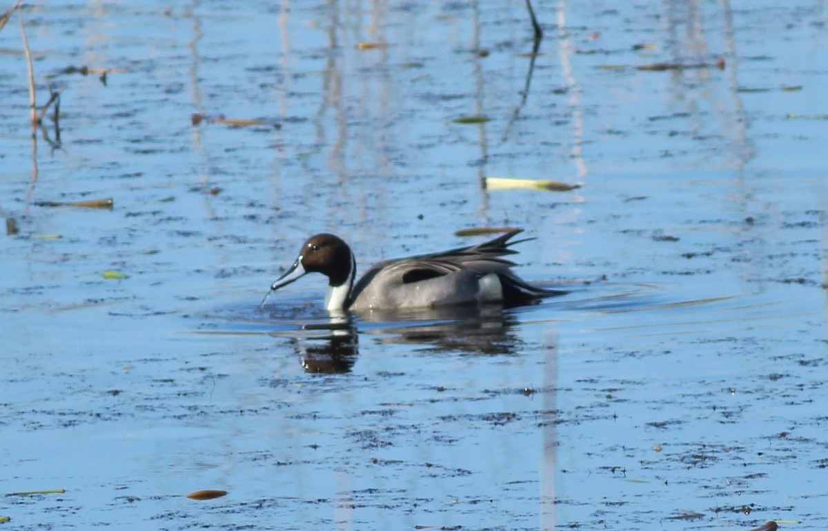 Northern Pintail - ML412355411