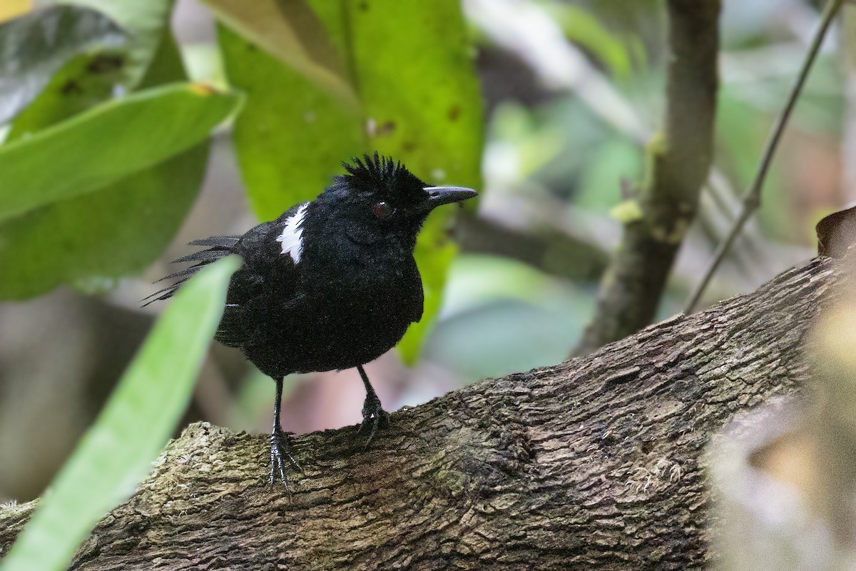 East Amazonian Fire-eye - Bradley Hacker 🦜