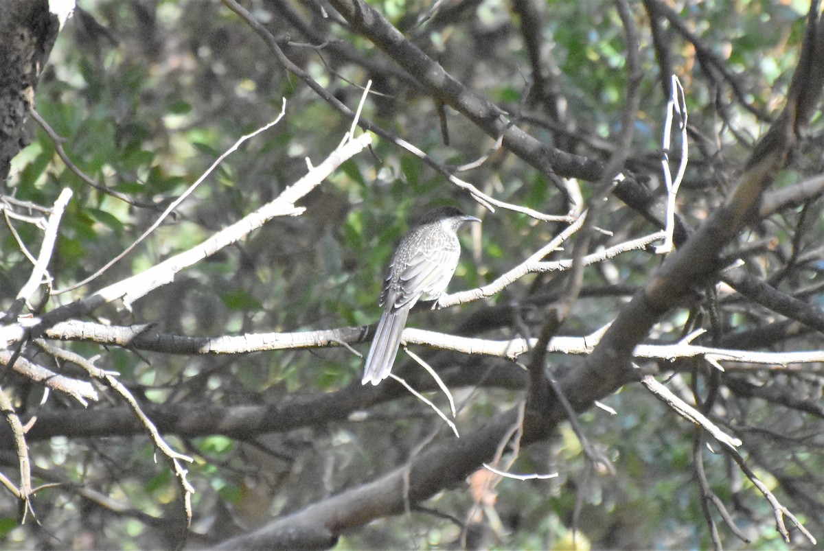 Little Wattlebird - ML412359361