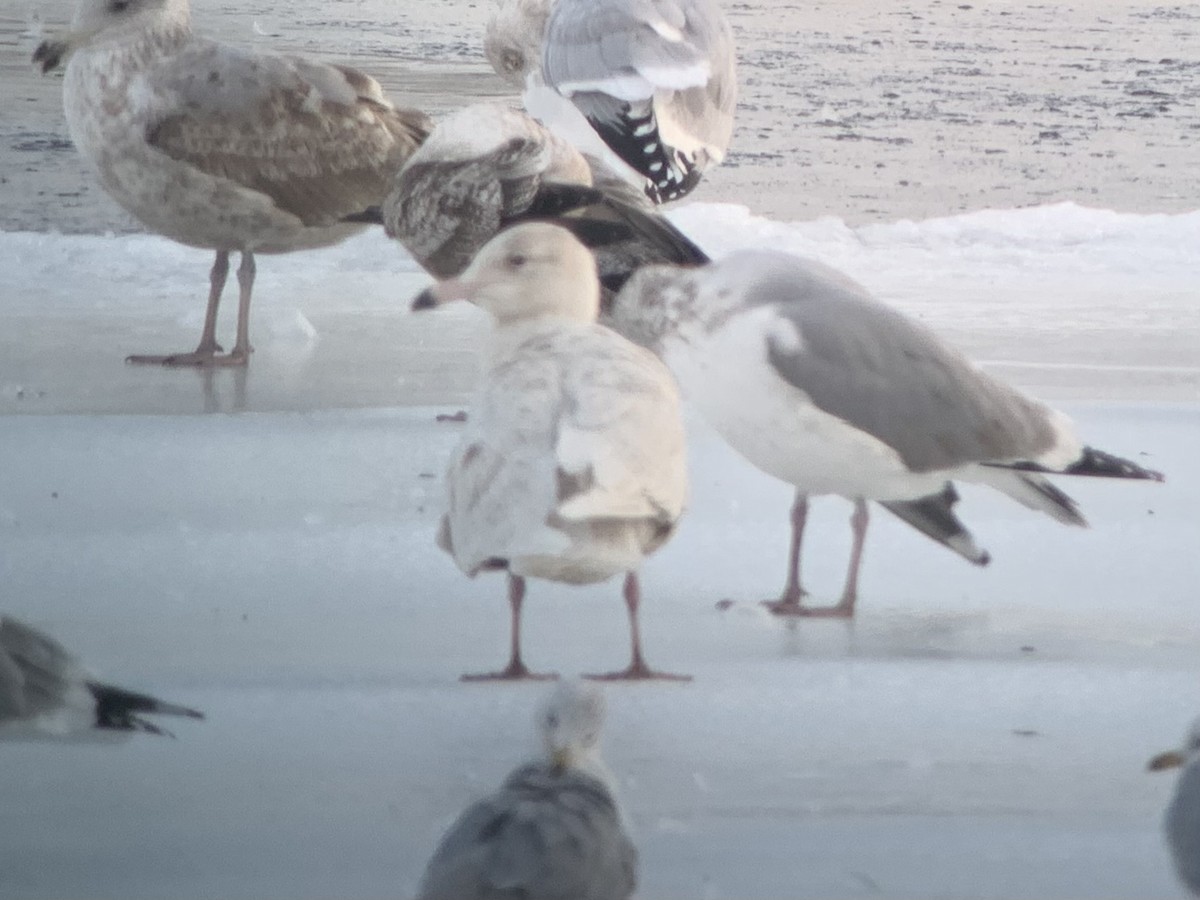 Glaucous Gull - ML412359671