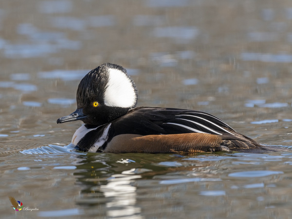 Hooded Merganser - ML412360741